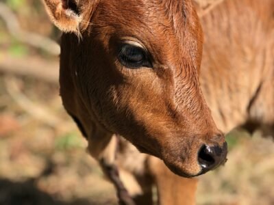 A baby calf standing on a dry grass field