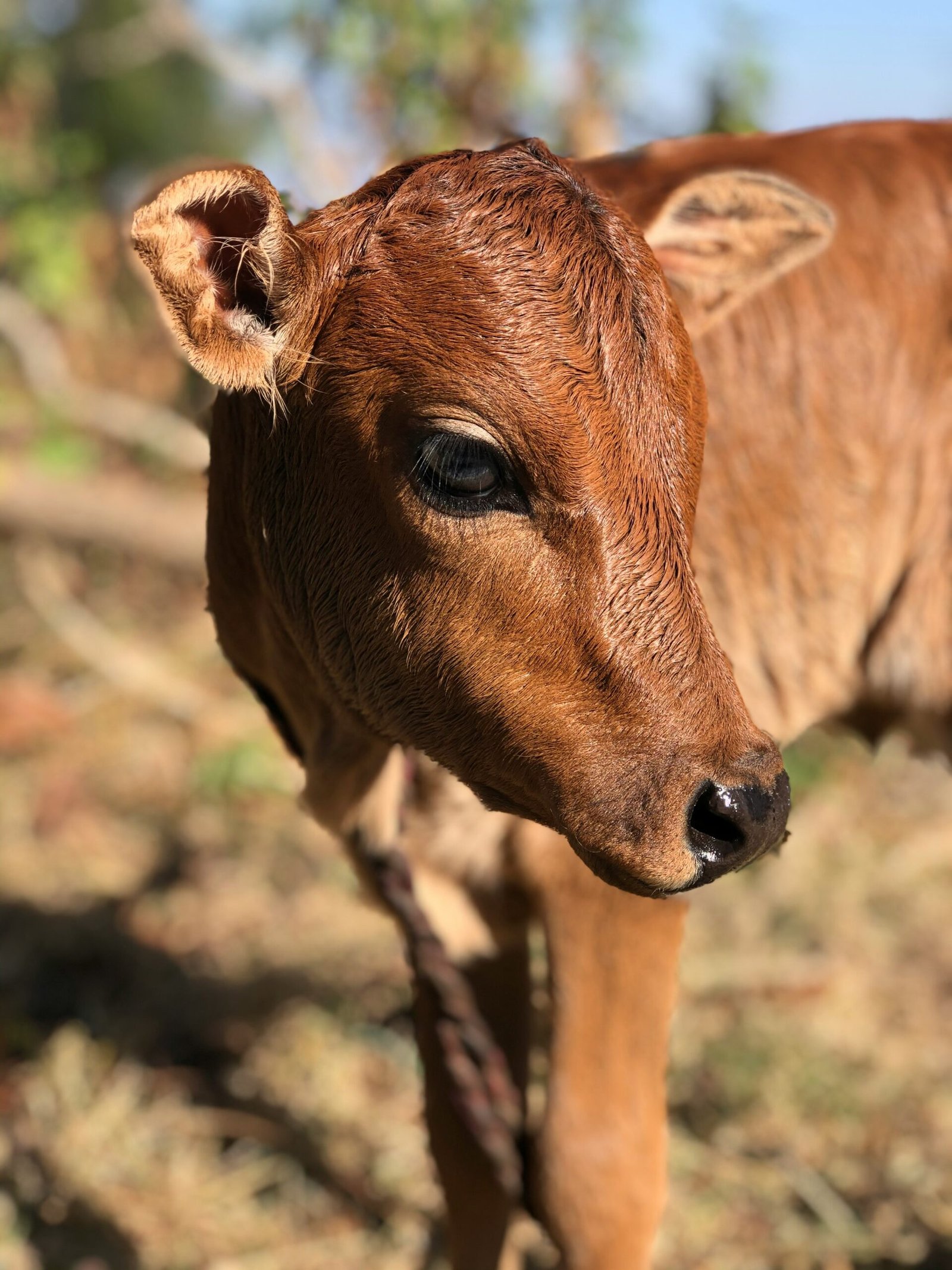 गाय को बुखार या बीमारी होने पर क्या करें? | घरेलू उपाय और डॉक्टर की सलाह
